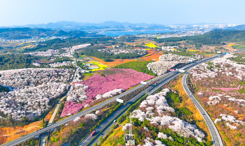紅楓湖畔的櫻花競相開放。彭克貴 攝.jpg