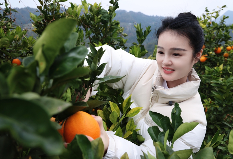 游客采摘臍橙.jpg