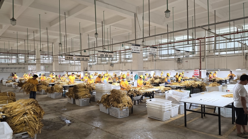 甕安開(kāi)啟煙葉收購(gòu)序幕