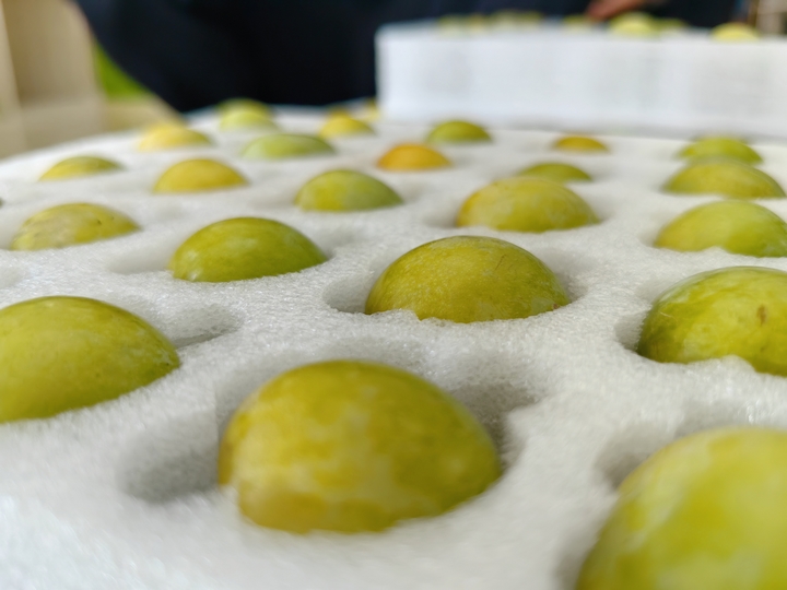 仁懷火石鎮：蜂糖李銷售火熱 群眾腰包鼓起來