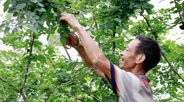 仁懷茅壩鎮：椒香四溢綠滿枝