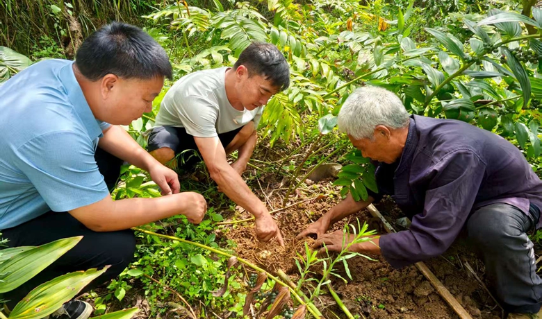 仁懷喜頭鎮：黃精長勢喜人 村民增收在望