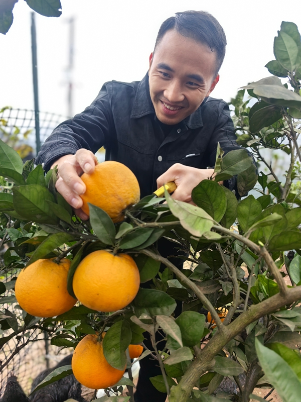 顧客正在采摘臍橙。.jpg