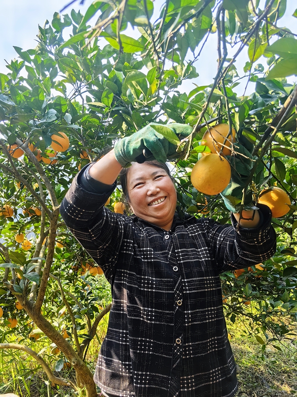鄒光彩正在采摘臍橙。.jpg