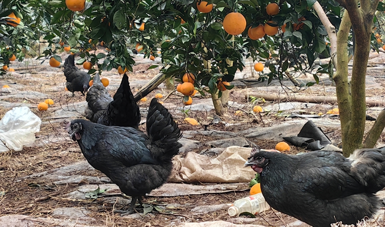 仁懷茅臺鎮：樹上結果林下養雞 多元種養促進增收