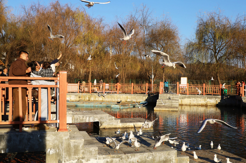 貴州威寧：草海迎來1100余只紅嘴鷗“打卡入駐”。