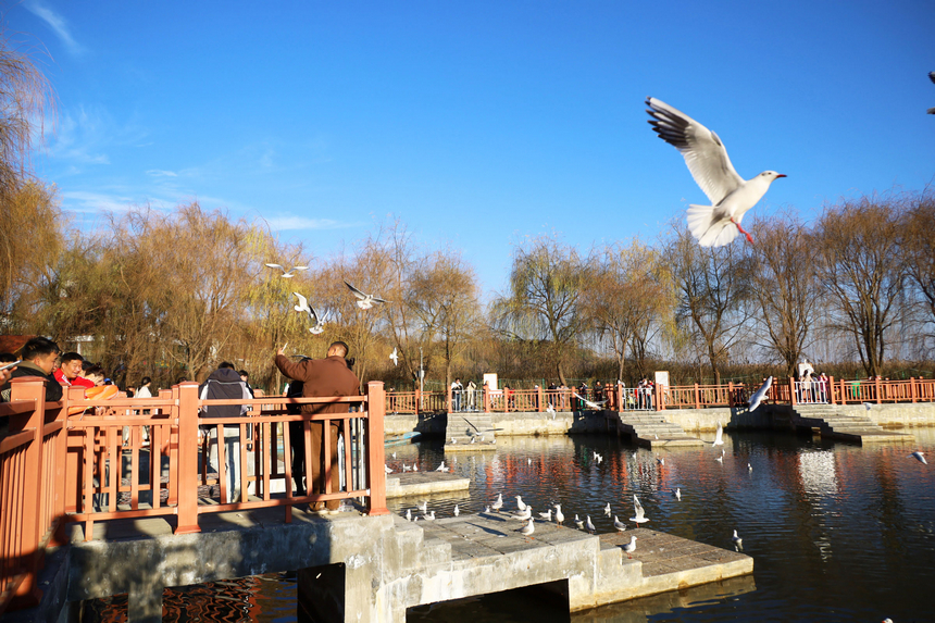 貴州威寧：草海迎來(lái)1100余只紅嘴鷗“打卡入駐”。