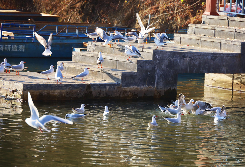 貴州威寧：草海迎來1100余只紅嘴鷗“打卡入駐”。
