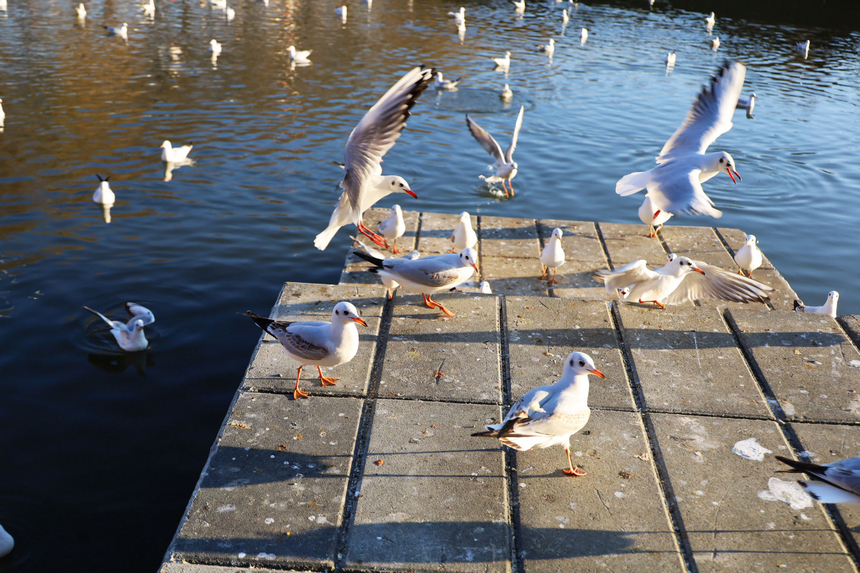 貴州威寧：草海迎來(lái)1100余只紅嘴鷗“打卡入駐”。