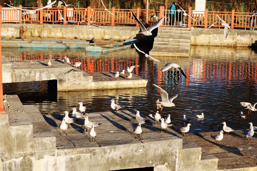 貴州威寧：草海迎來1100余只紅嘴鷗“打卡入駐”。