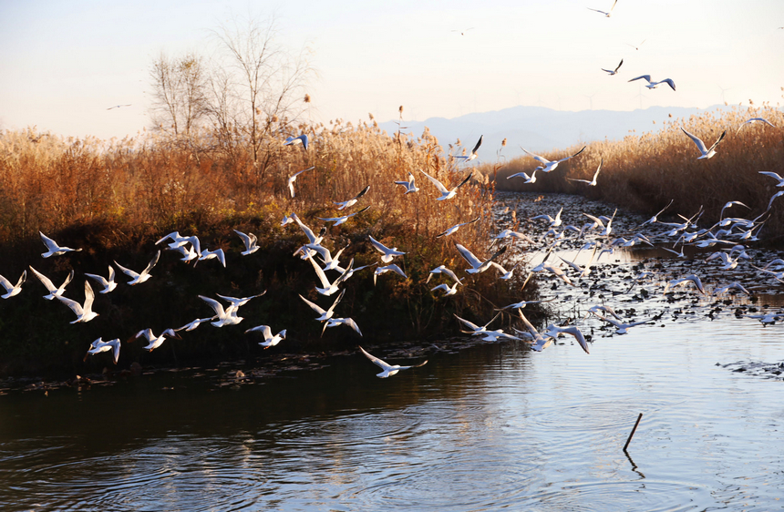 貴州威寧：草海迎來1100余只紅嘴鷗“打卡入駐”。