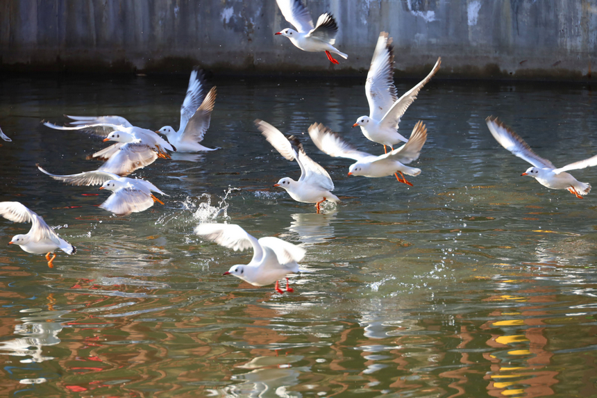 貴州威寧：草海迎來1100余只紅嘴鷗“打卡入駐”。