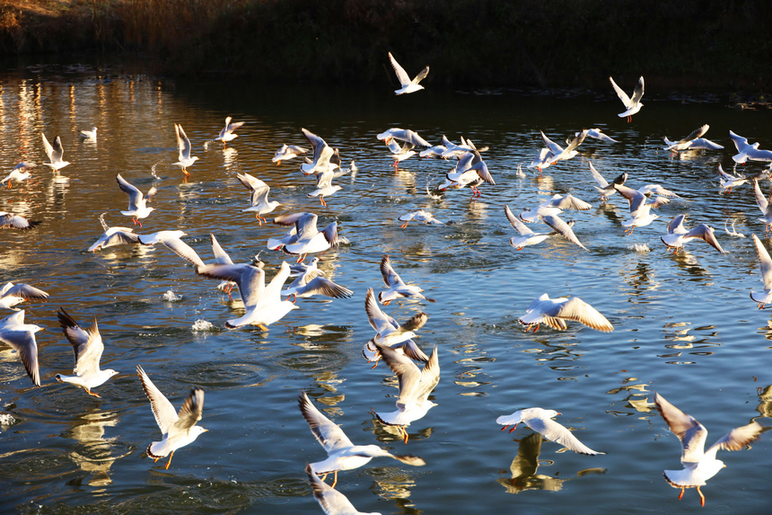 貴州威寧：草海迎來1100余只紅嘴鷗“打卡入駐”。