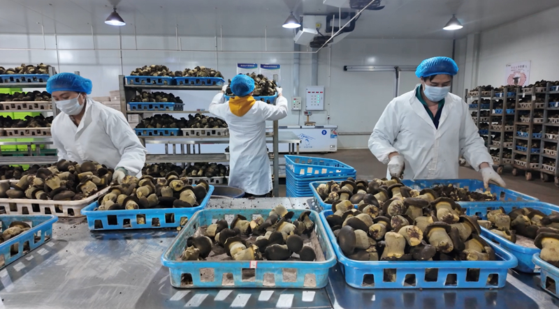 貴州宏臻菌業二期項目正式投產。