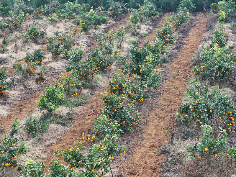 200畝柑橘成熟采收。