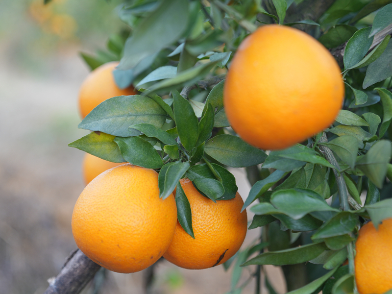 200畝柑橘成熟采收。