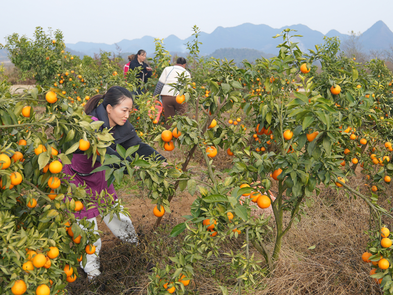 200畝柑橘成熟采收。
