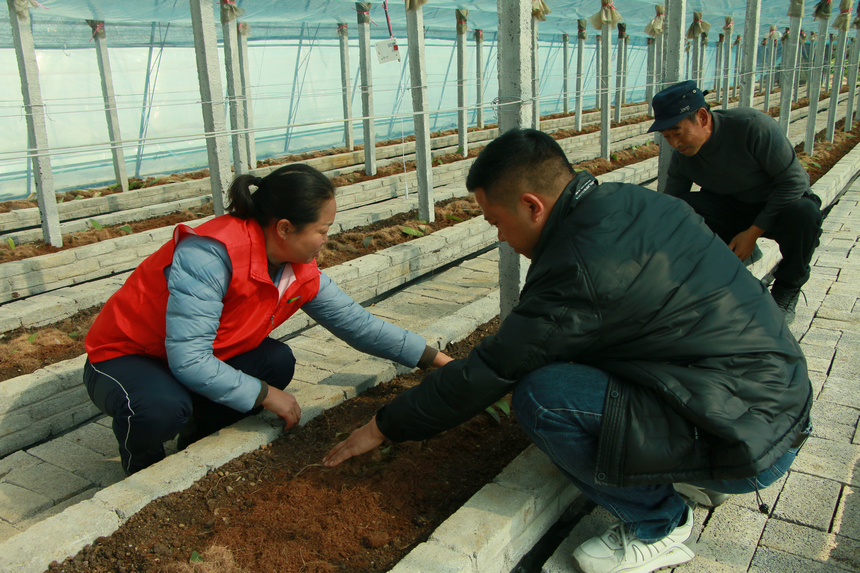全省首個香莢蘭設施種植基地。