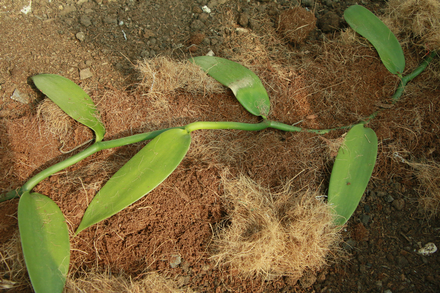 剛剛栽種下去的香莢蘭。