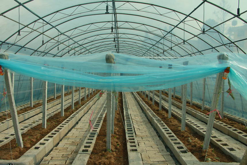 貴州蘭芯生物科技有限公司在陽明洞街道程官村流轉設施大棚內部。