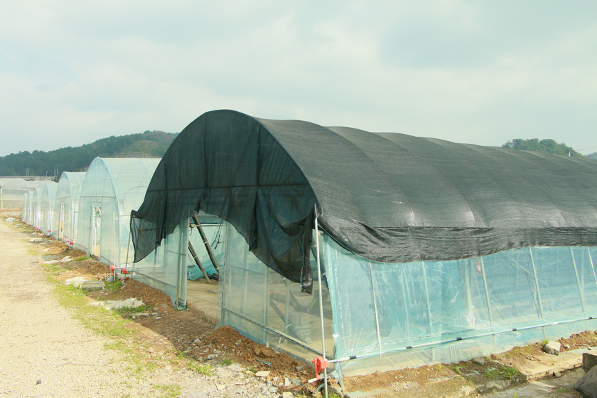 貴州蘭芯生物科技有限公司在陽明洞街道程官村流轉設施大棚。