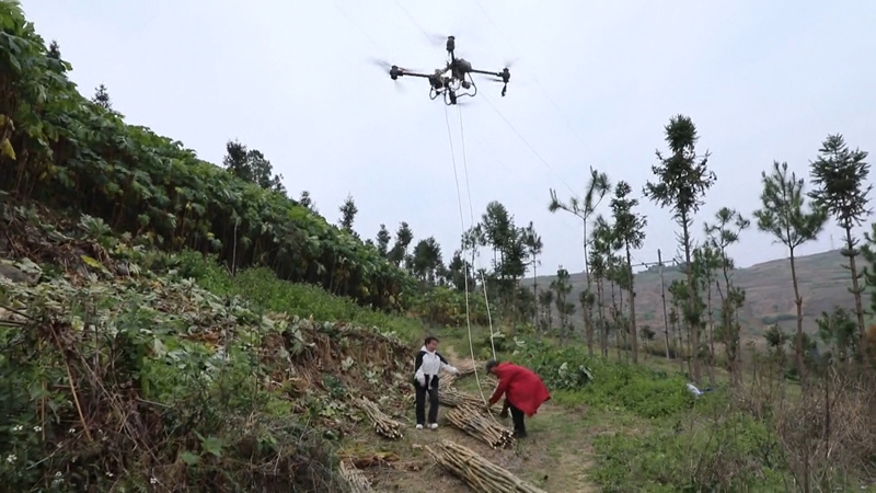 無人機搬運通草.jpg