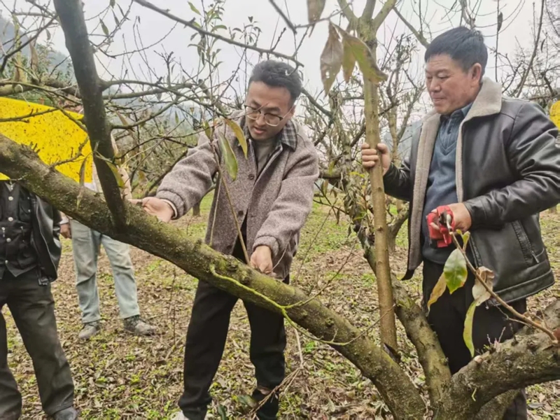 農技專家向農戶講授管護技術。