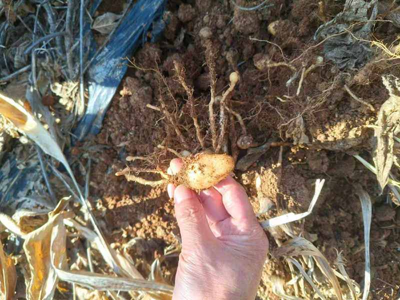 剛出土的郁金。