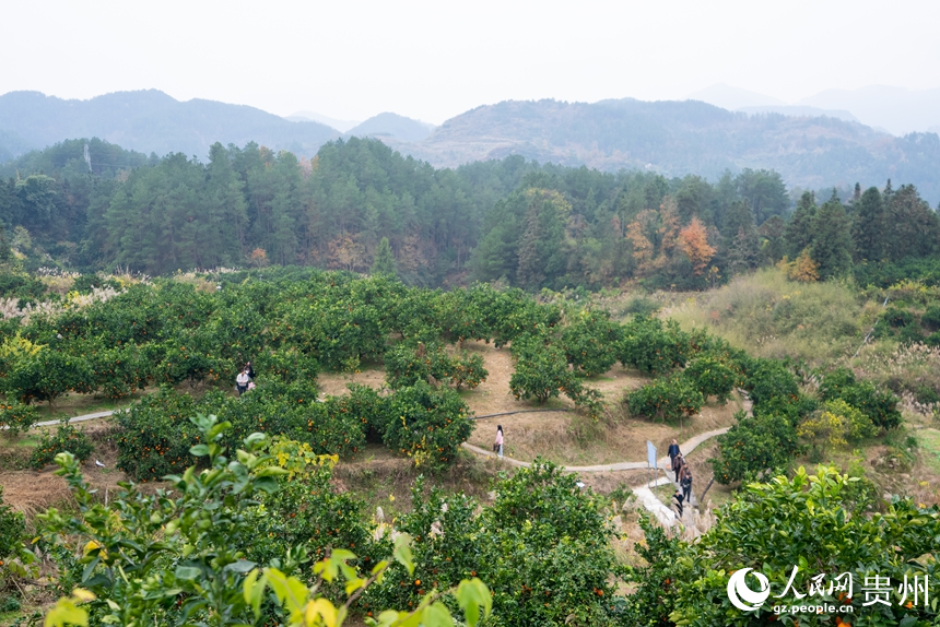 貴州省德江縣潮砥鎮的臍橙種植基地。人民網記者 涂敏攝