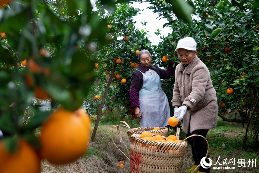 果農(nóng)在基地內(nèi)采摘成熟的臍橙。人民網(wǎng)記者 涂敏攝