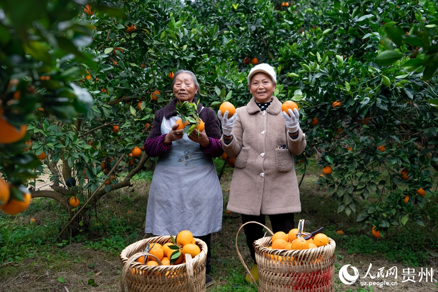 果農在基地內采摘成熟的臍橙。人民網記者 涂敏攝