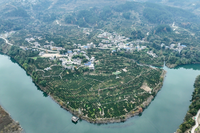 航拍貴州省德江縣潮砥鎮新華社區臍橙基地。(江縣融媒體中心供圖.jpg