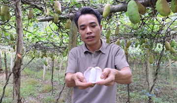 木廈河村：八月瓜“炸”開電商銷路由于八月瓜是后熟性水果，不會一次性成熟，25畝果子需要連續采摘半個月才能收完。這款小眾水果憑借優質口感和豐富營養，在線上市場供不應求……