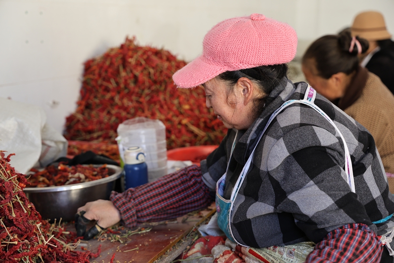 甘河街道辣椒分揀加工廠 工人正在分揀辣椒 夏文婧  攝2.JPG