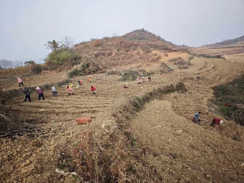 對坡鎮建華村百合種植基地 夏文婧 攝.jpg