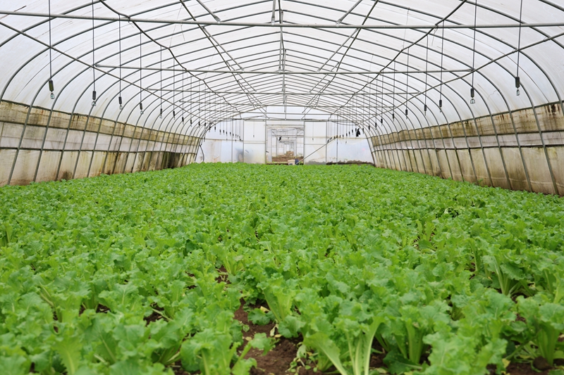 對坡鎮大堡村大棚蔬菜種植基地 夏文婧 攝1.JPG
