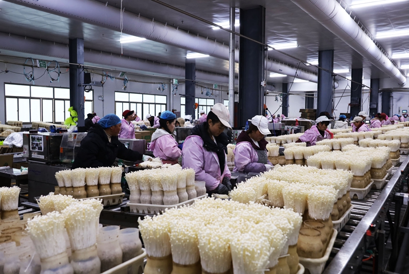 威寧雪榕金針菇二廠生產車間，工人正在生產金針菇。3.JPG
