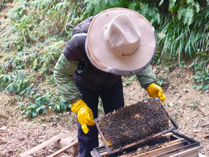 松桃尖山村蜂農打開蜂箱,準備采收蜂蜜。