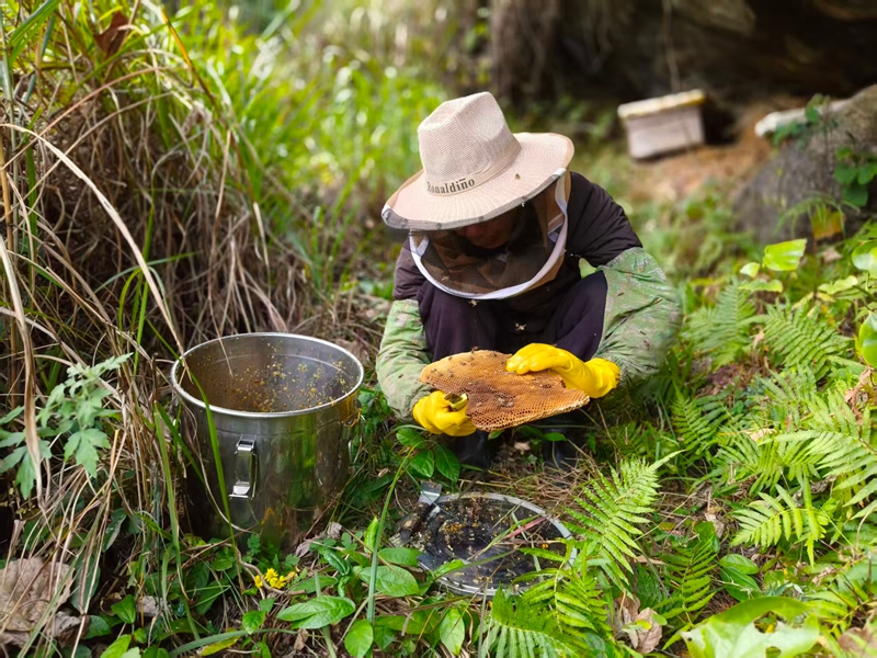 松桃尖山村蜂農在山洞里采收蜂蜜。