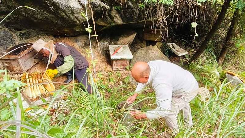 松桃尖山村蜂農現場割蜂巢,客商放心購買。