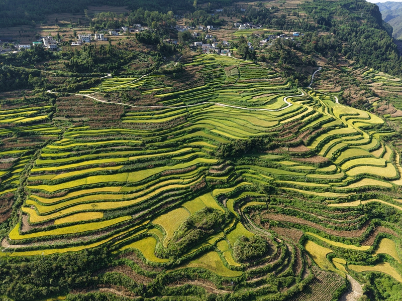 圖為種植水稻的梯田美景。