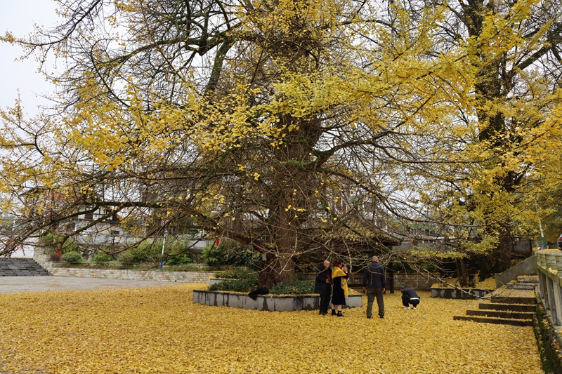 1 修文縣大木村銀杏樹 王艷 攝.JPG