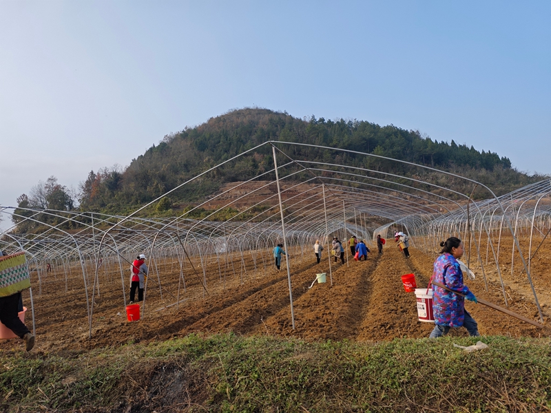 圖為:食用菌種植現(xiàn)場