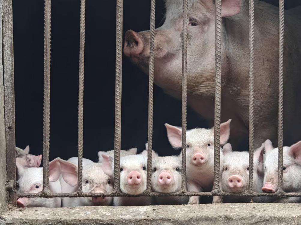 芭茅村村民喂養的豬崽。