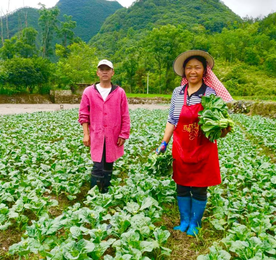 芭茅村村民韋小祥夫婦在種植基地。