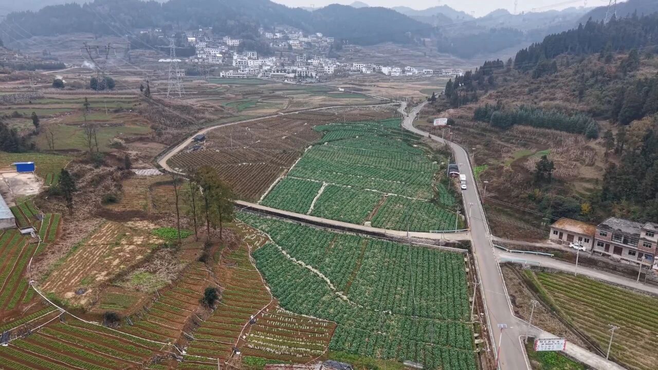 圖為花菜種植基地。