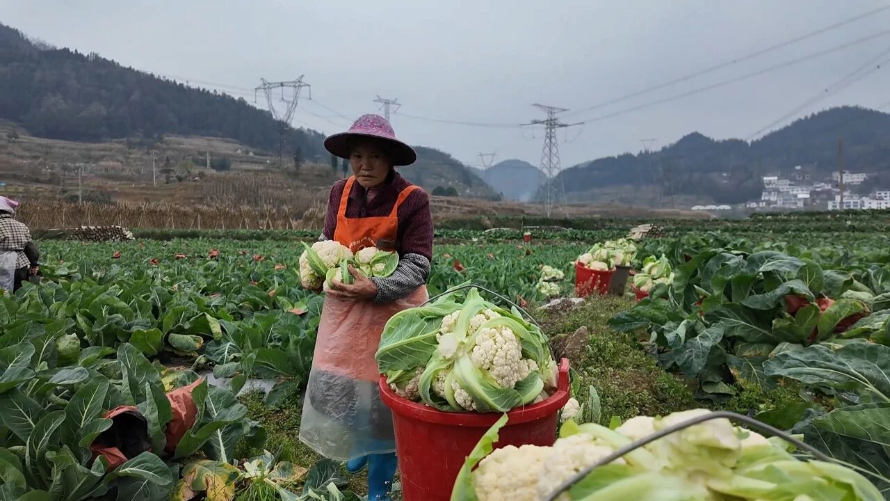 圖為工人正在采收花菜。