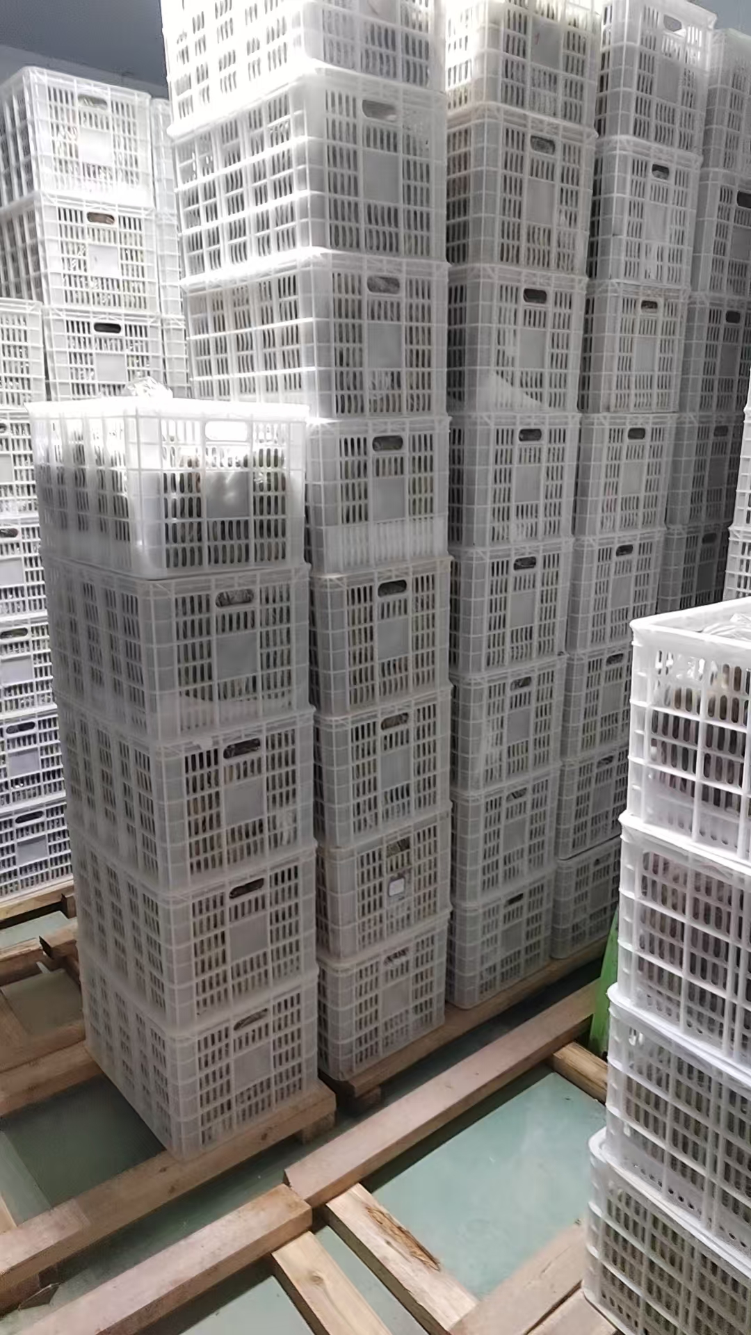 1-堆放整齊的獼猴桃