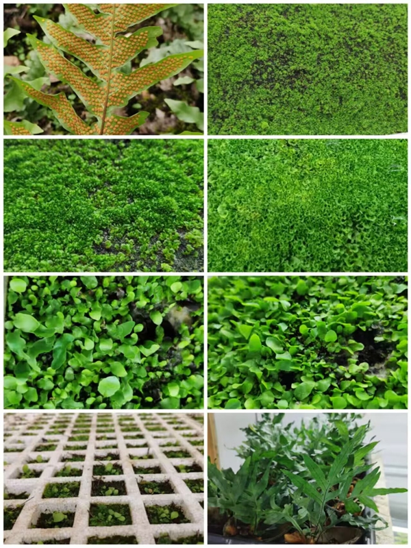 黔南民族師范學(xué)院珍稀物種繁育中心所培育槲蕨.jpg