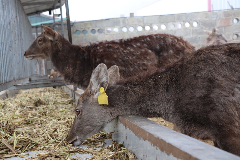 梨樹鎮上小河村梅花鹿養殖基地  梅花鹿正在進食。劉娟攝